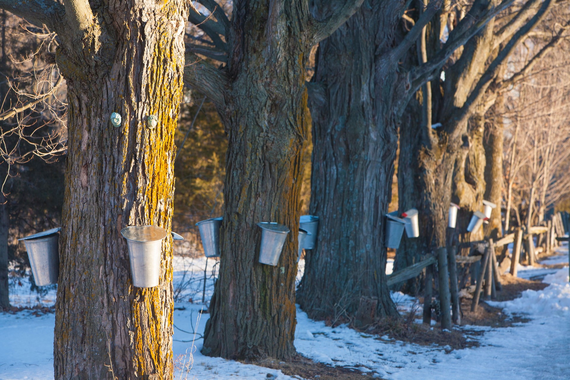 Sugaring