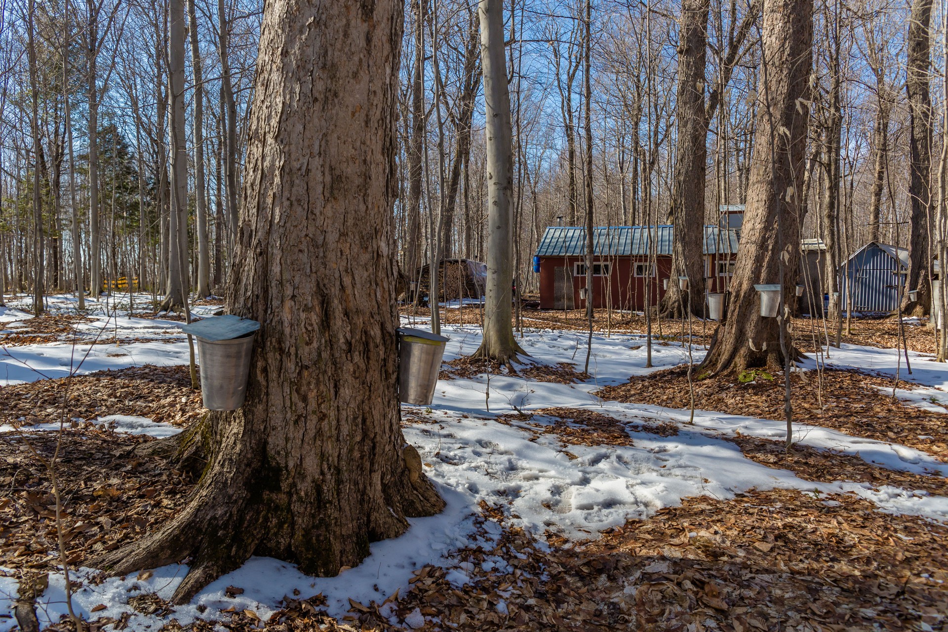 Maple Syrup Season